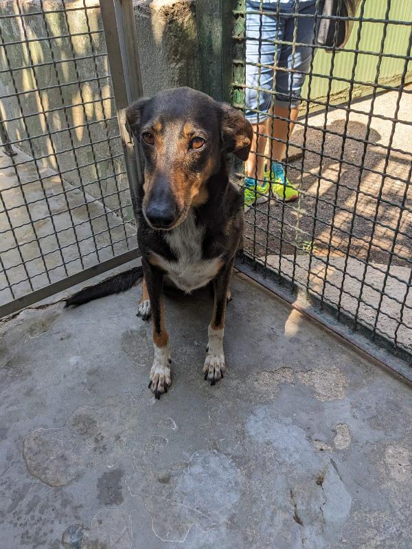 NOISETTE - cagnolina di 2 anni e mezzo Foto 2